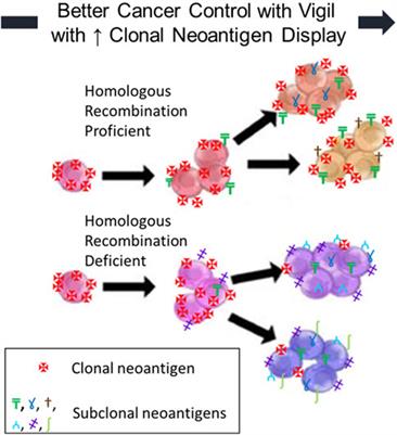 Rationale for the Use of Homologous Recombination Proficient Molecular Profile as a Biomarker for Therapeutic Targeting in Ovarian Cancer